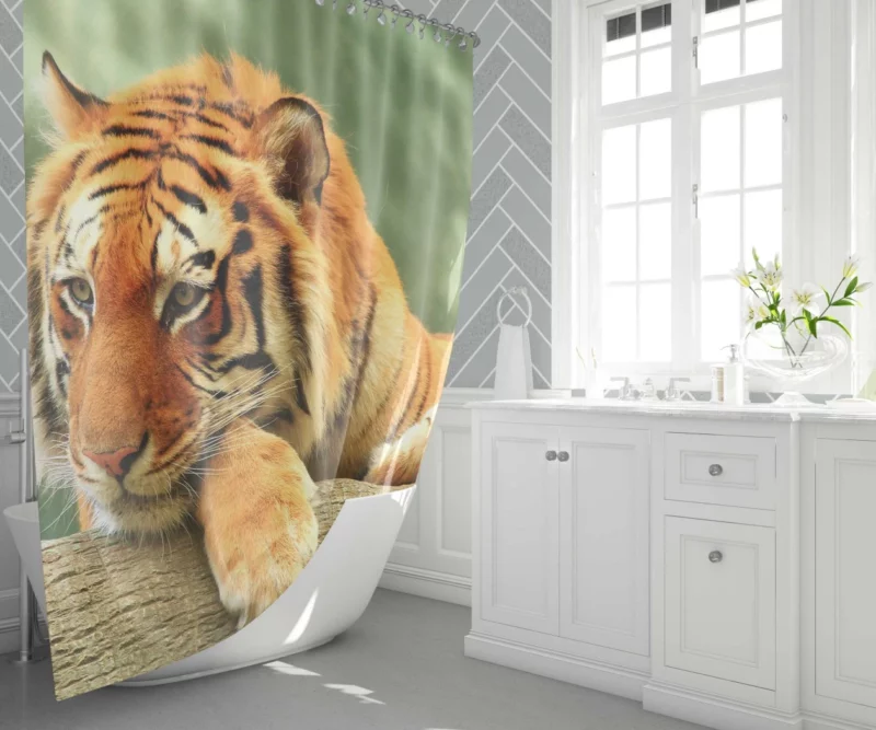 Tiger Rest A Moment of Tranquility Shower Curtain 1