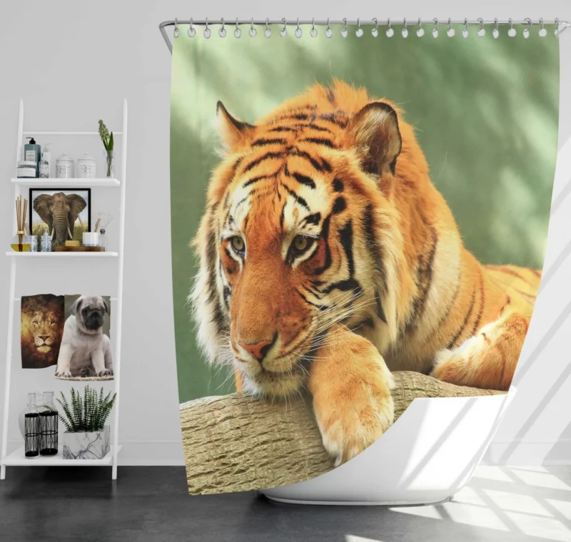 Tiger Rest A Moment of Tranquility Shower Curtain