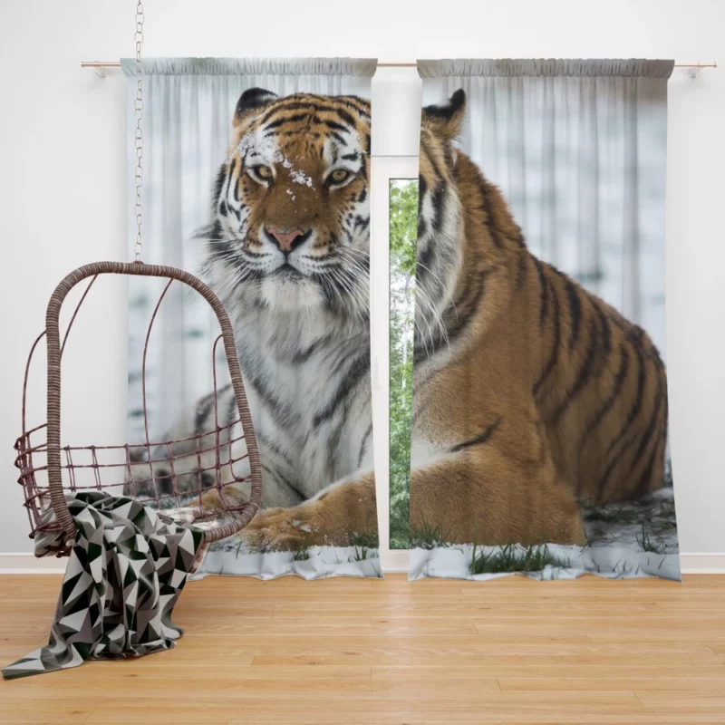 Tiger Roaming Curtain