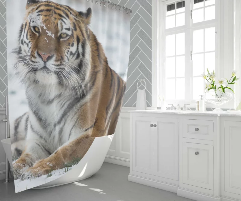 Tiger Roaming Shower Curtain 1