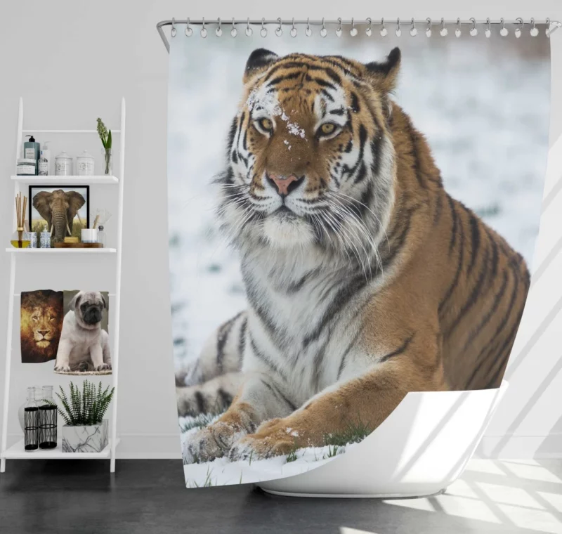 Tiger Roaming Shower Curtain