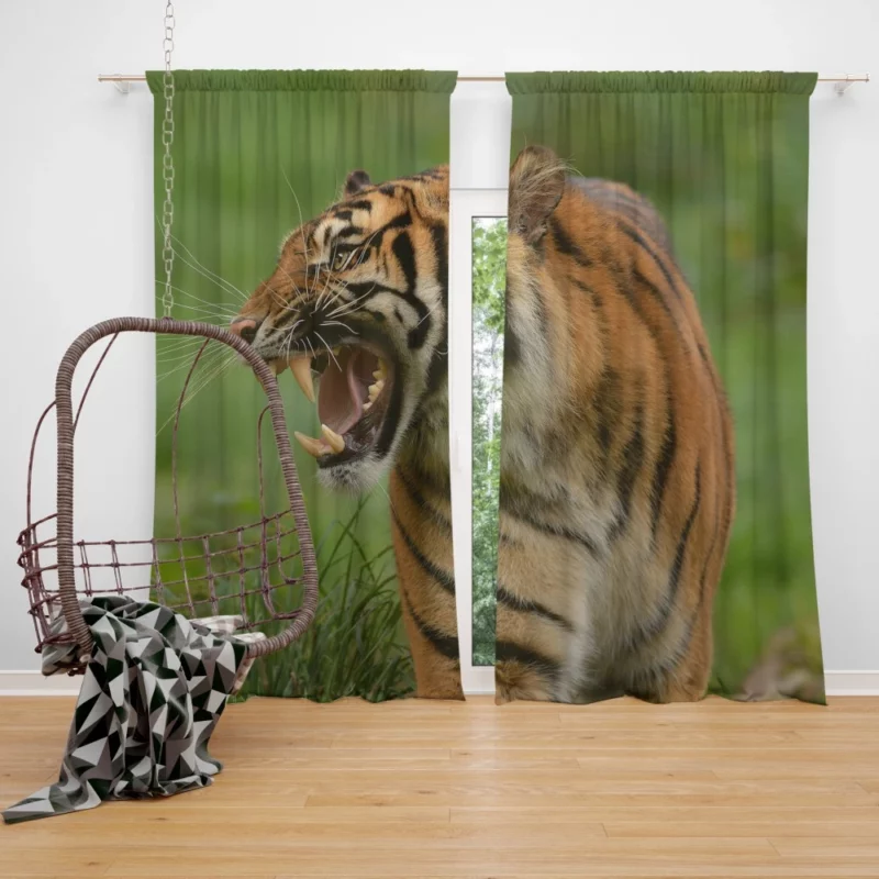 Tiger Roar Wilderness Dominance Curtain