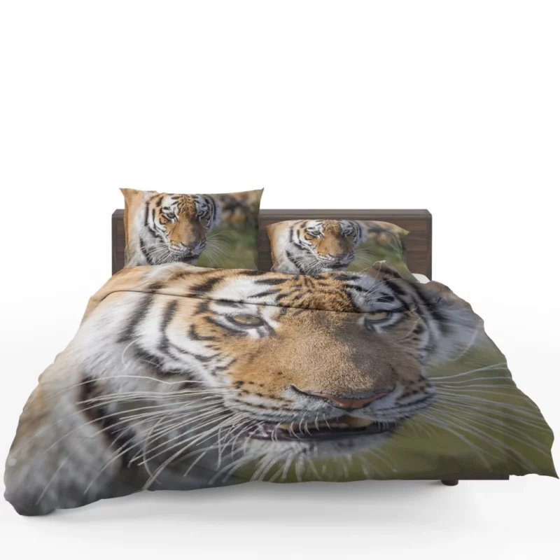 Tiger Roar and Power Bedding Set