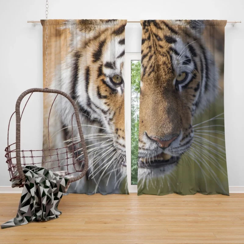 Tiger Roar and Power Curtain