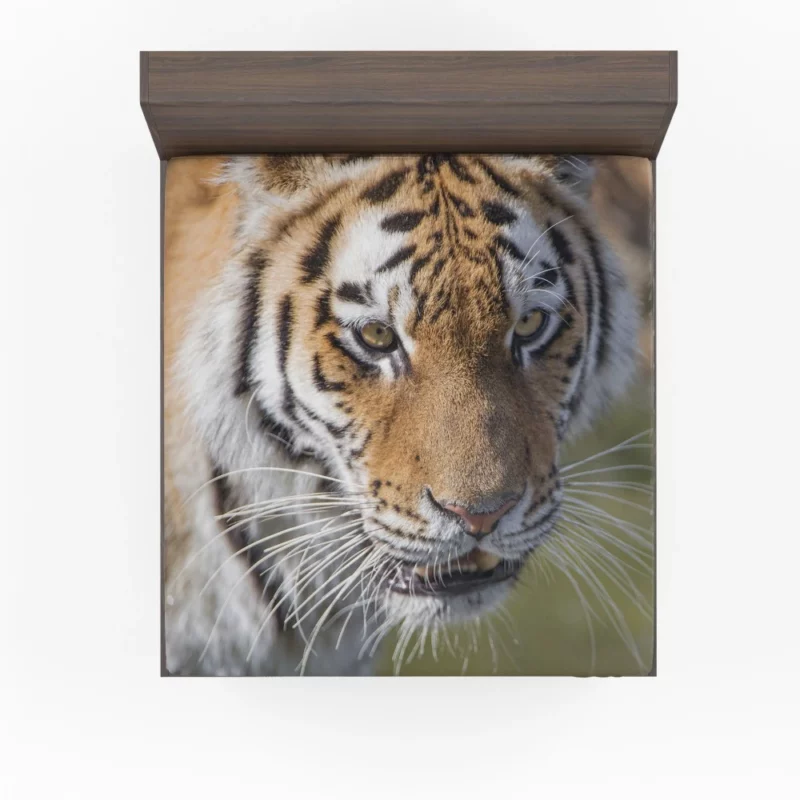 Tiger Roar and Power Fitted Sheet 1