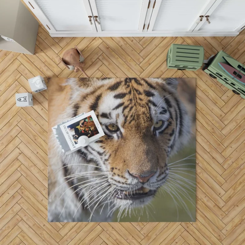 Tiger Roar and Power Rug