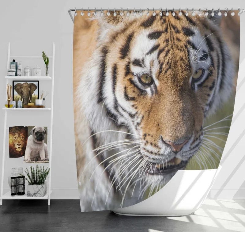 Tiger Roar and Power Shower Curtain