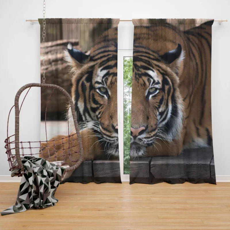 Tiger Savage Curtain