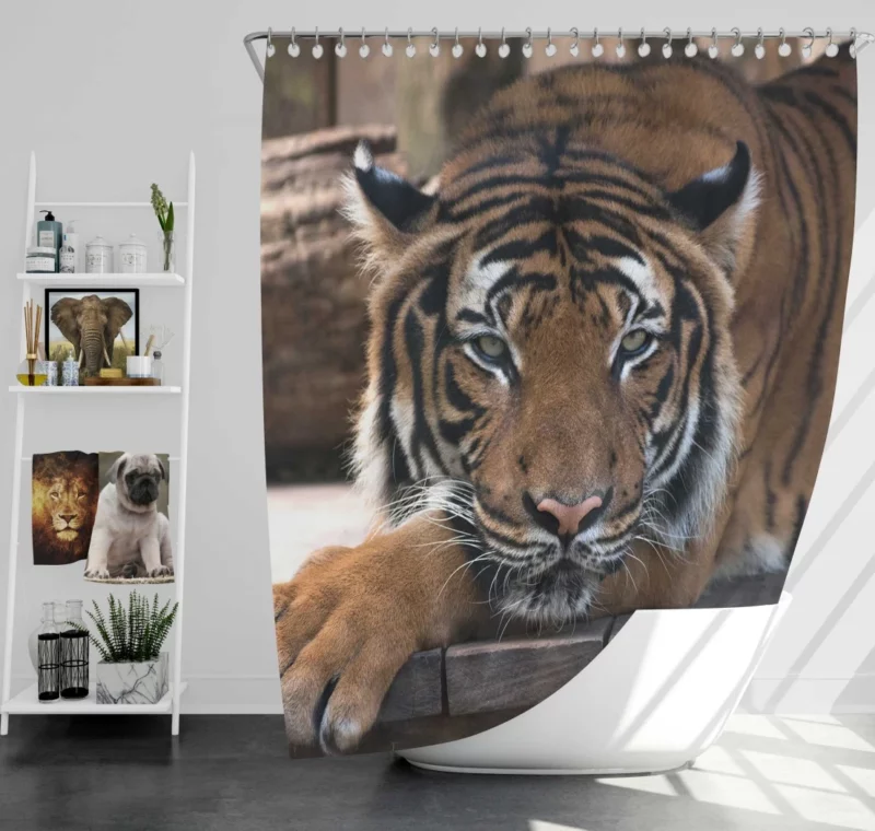 Tiger Savage Shower Curtain