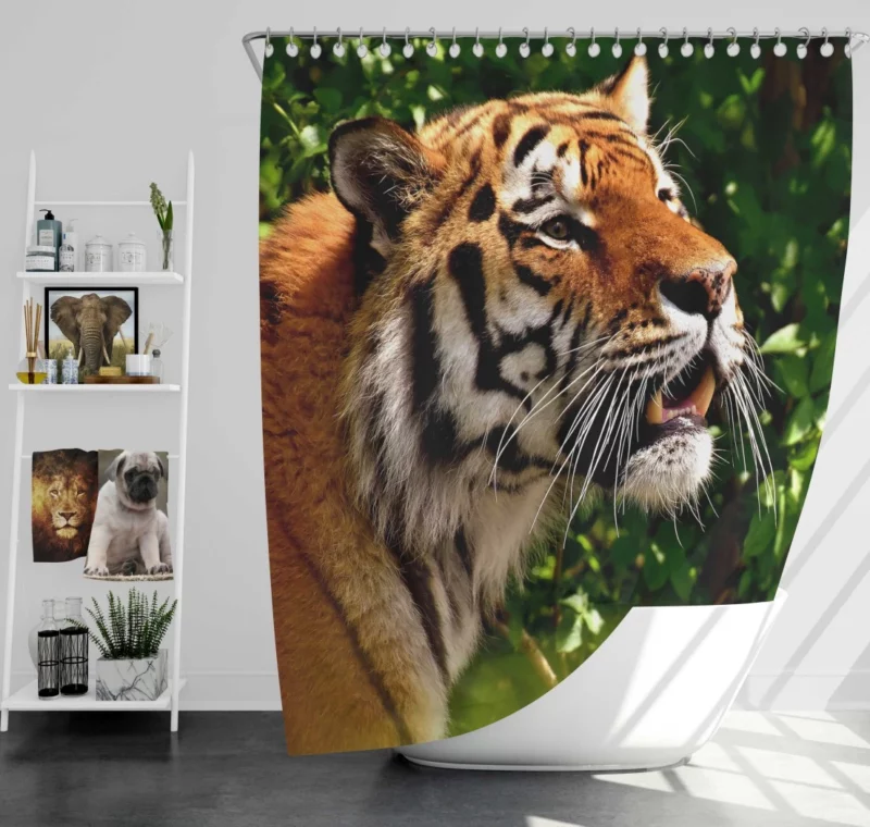 Tiger Stare Amidst Wilderness Shower Curtain