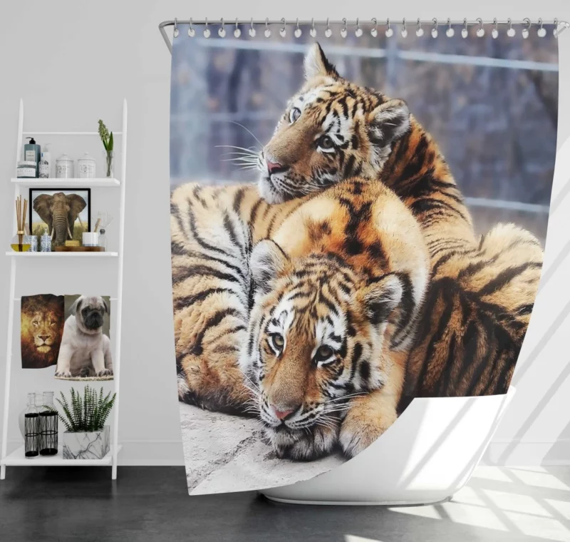 Tiger Stare Ferocious Shower Curtain