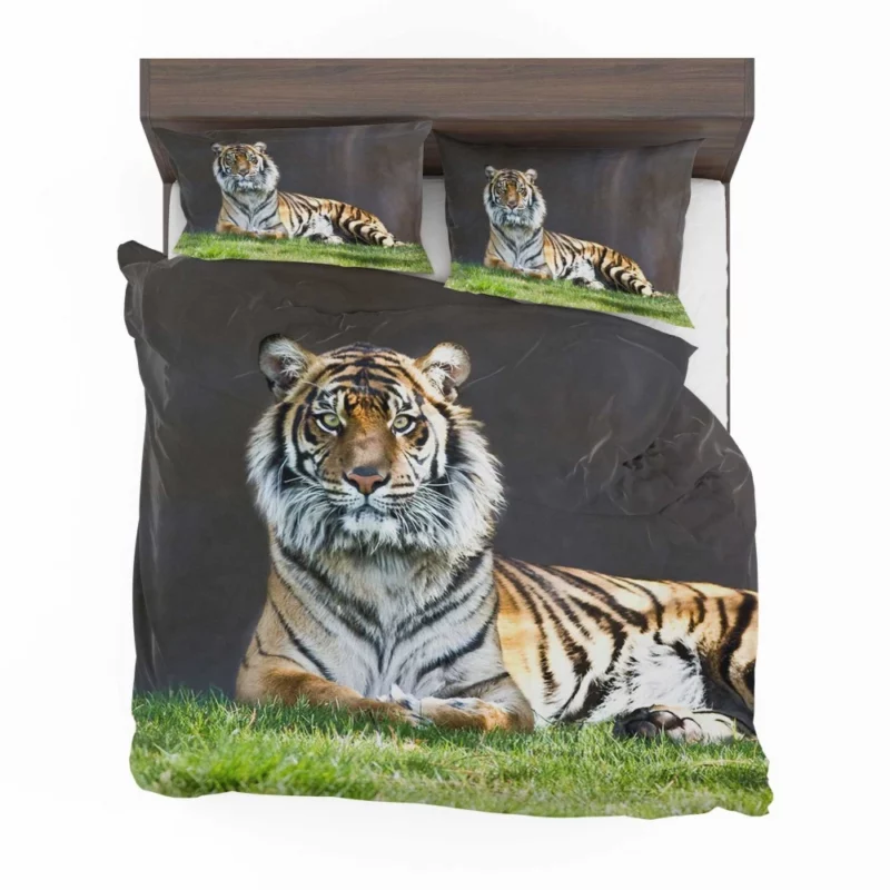 Tiger Stare Wild Animal Bedding Set 1