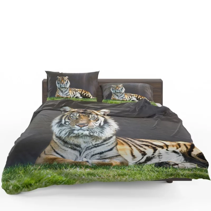 Tiger Stare Wild Animal Bedding Set