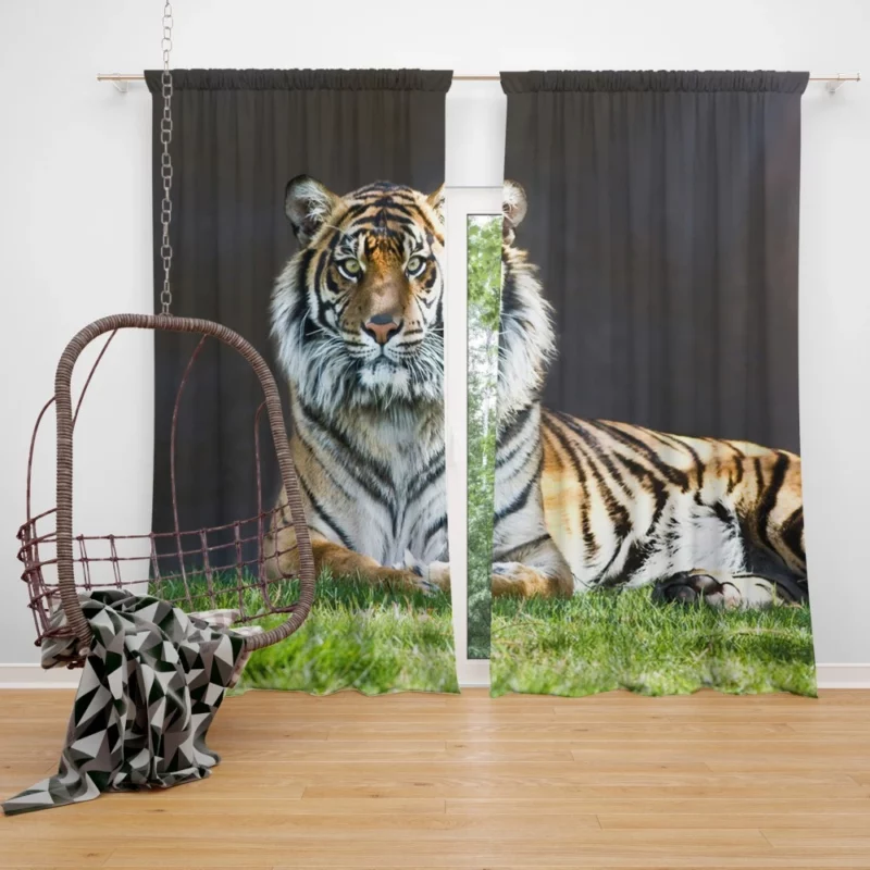 Tiger Stare Wild Animal Curtain