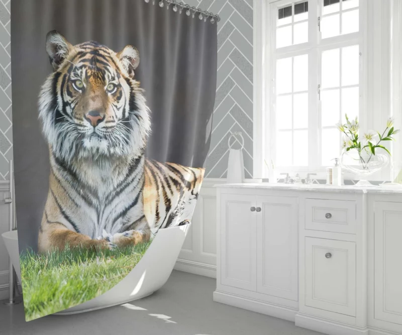 Tiger Stare Wild Animal Shower Curtain 1