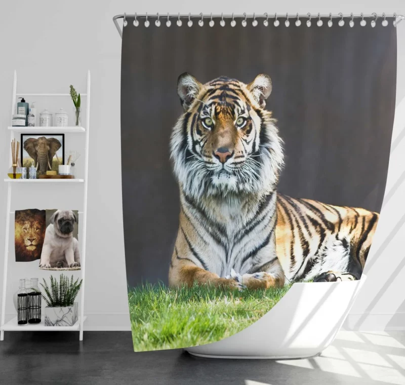 Tiger Stare Wild Animal Shower Curtain