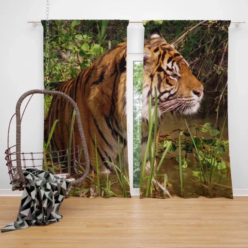 Tiger Striped Magnificence Curtain