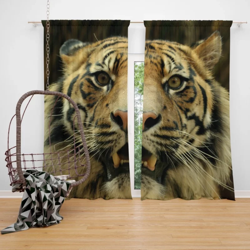 Tiger Untamed Majesty Curtain