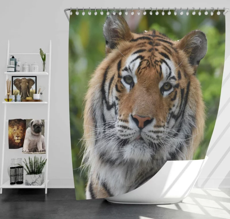 Tiger Untamed Majesty Fierce Wilderness Shower Curtain