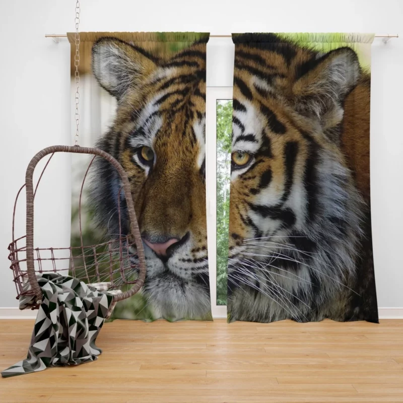 Tiger Wild Curtain