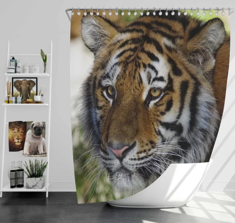 Tiger Wild Shower Curtain