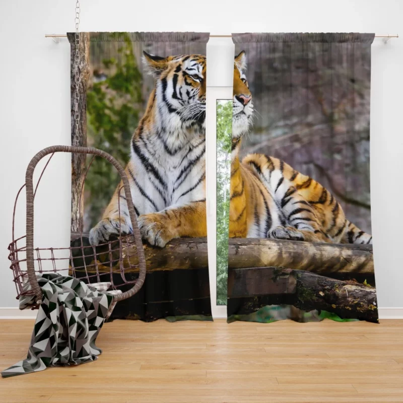 Tiger Zoo Majesty Striking Beauty Curtain