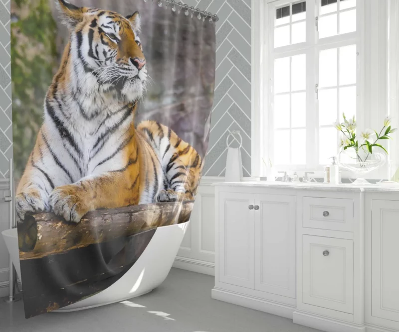 Tiger Zoo Majesty Striking Beauty Shower Curtain 1