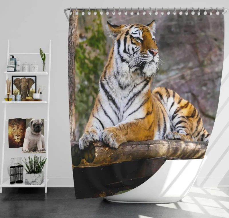 Tiger Zoo Majesty Striking Beauty Shower Curtain