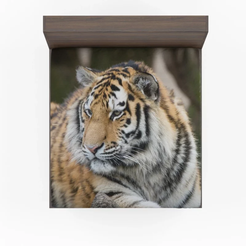 Tigers in the Zoo Guardians of the Wild Fitted Sheet 1