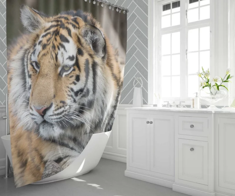 Tigers in the Zoo Guardians of the Wild Shower Curtain 1