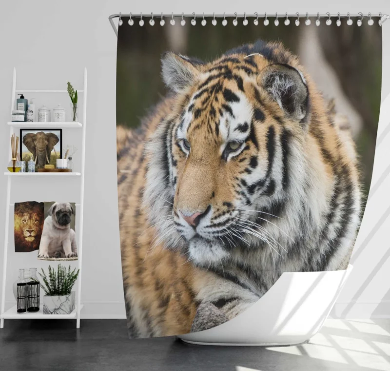 Tigers in the Zoo Guardians of the Wild Shower Curtain