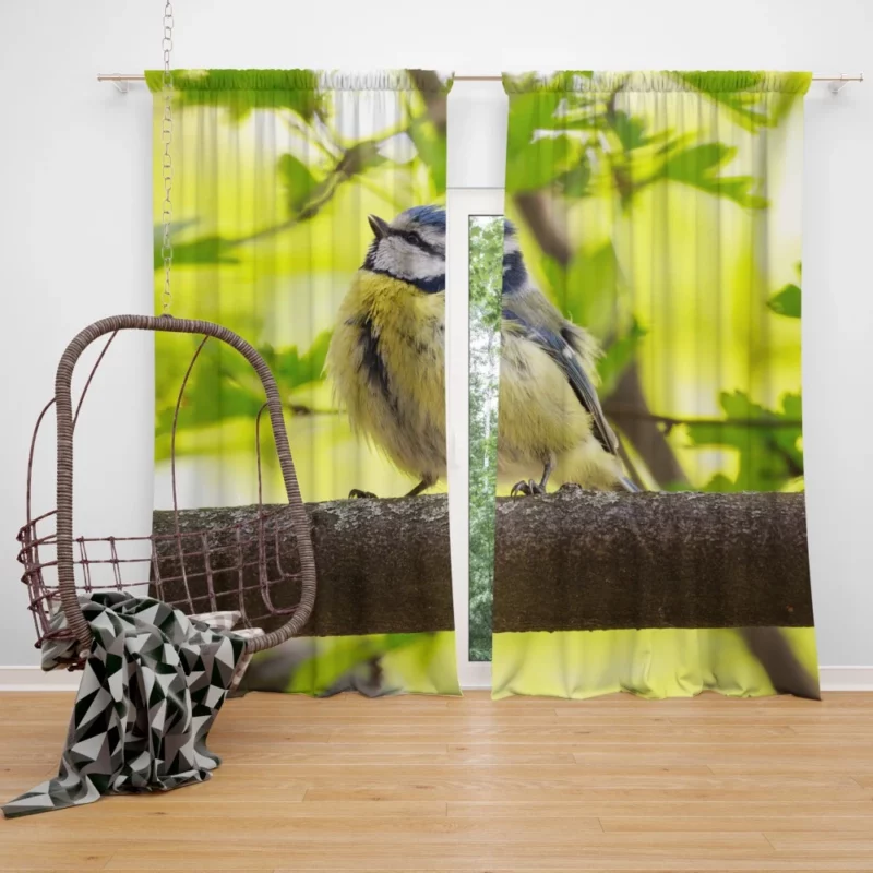 Titmouse Delicate Pose Branch Dweller Curtain