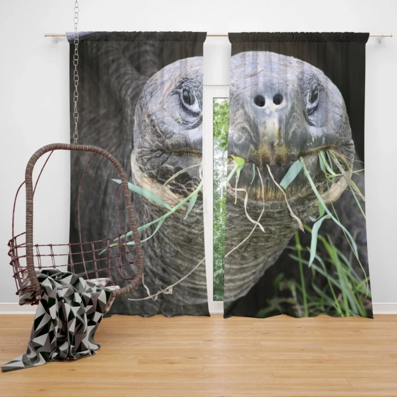 Tortoise Slow Journey Ancient Wisdom Curtain