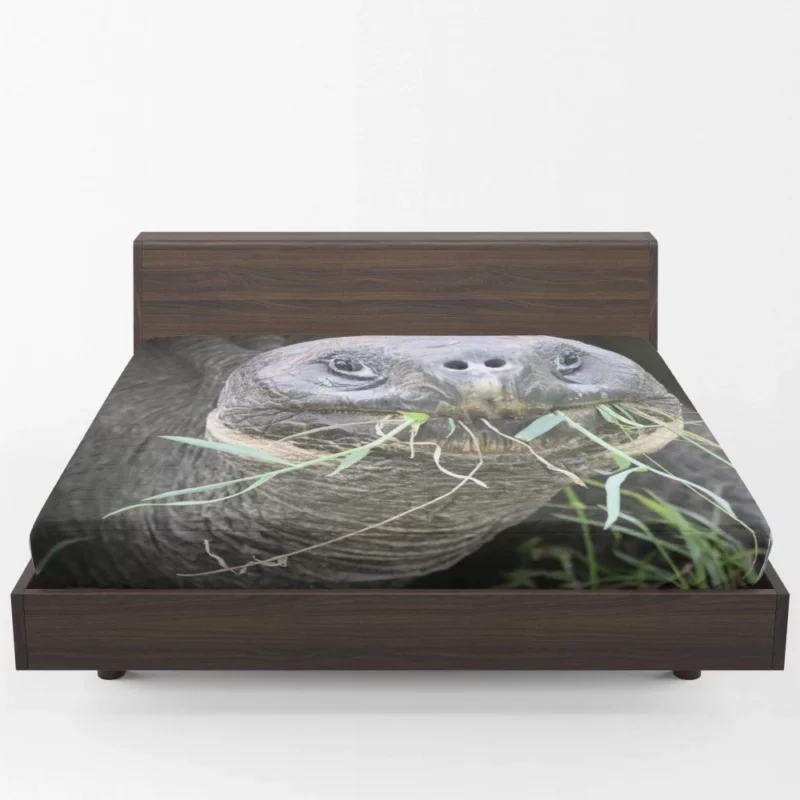 Tortoise Slow Journey Ancient Wisdom Fitted Sheet