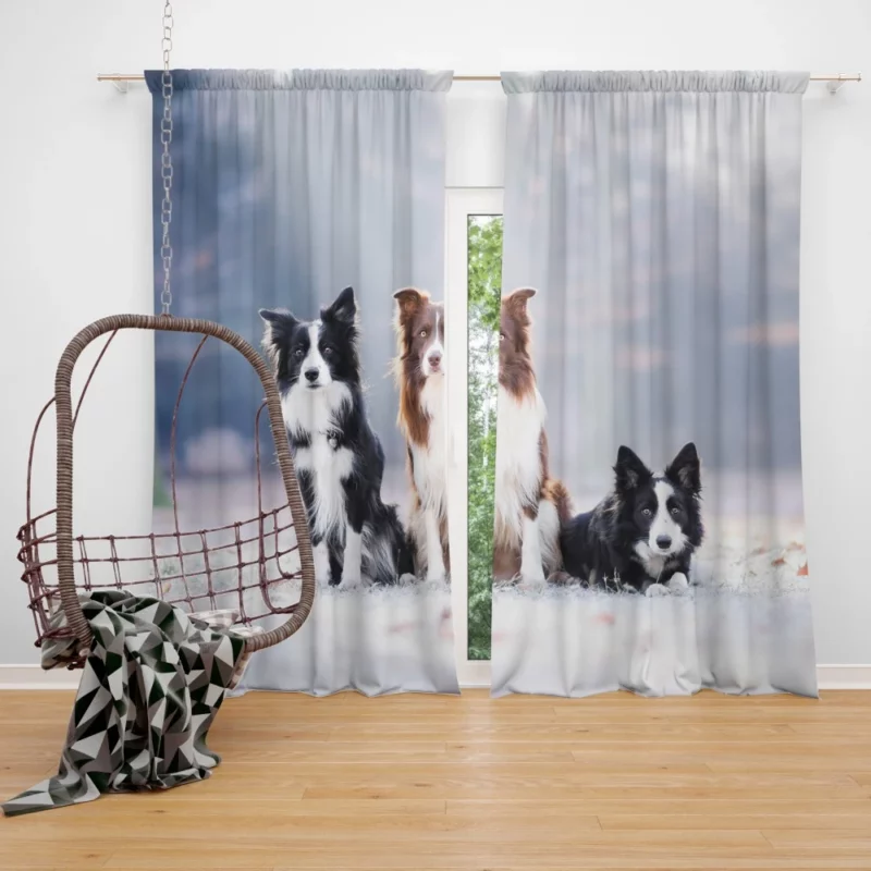 Trio of Agile Border Collies Curtain