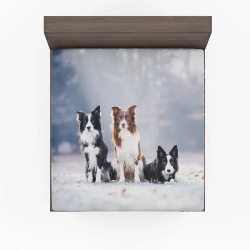 Trio of Agile Border Collies Fitted Sheet 1