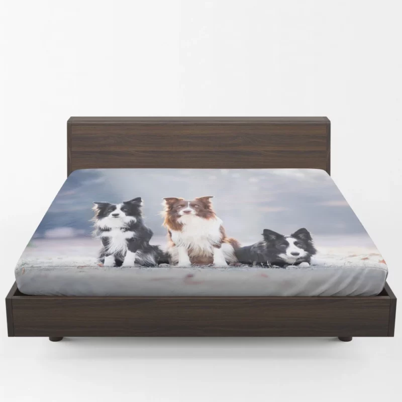 Trio of Agile Border Collies Fitted Sheet