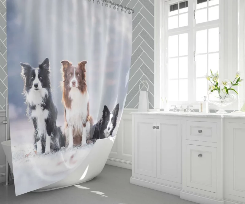 Trio of Agile Border Collies Shower Curtain 1