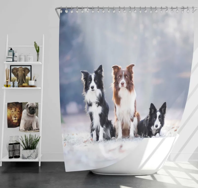 Trio of Agile Border Collies Shower Curtain