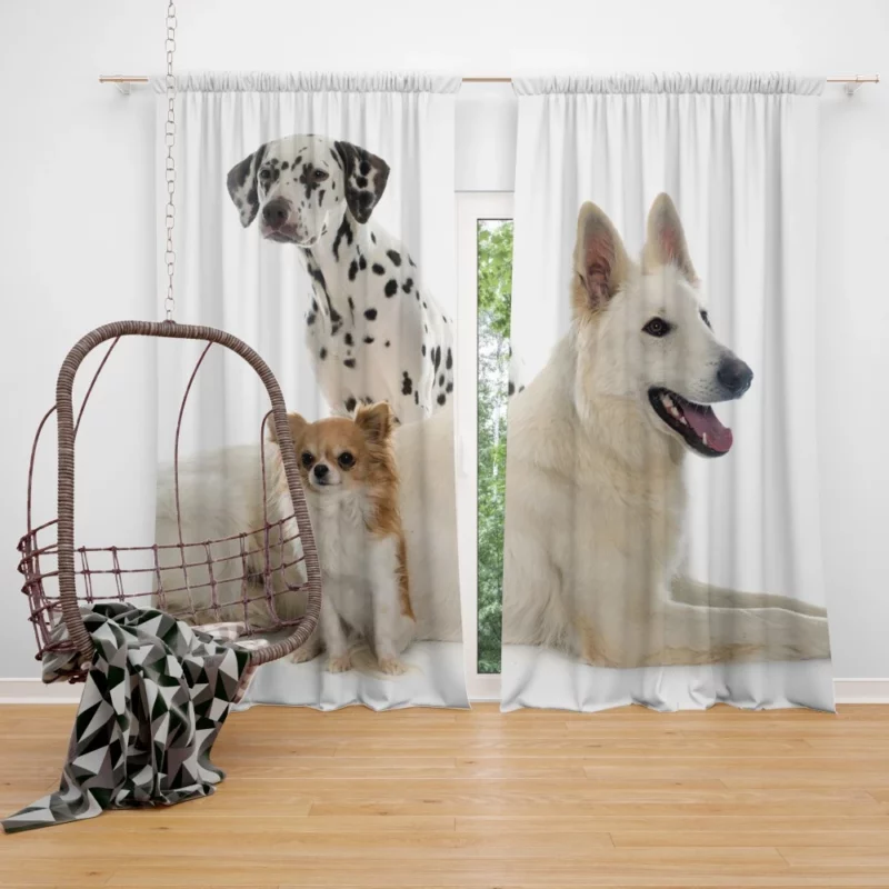 Trio of Canine Companions Unlikely Friends Curtain