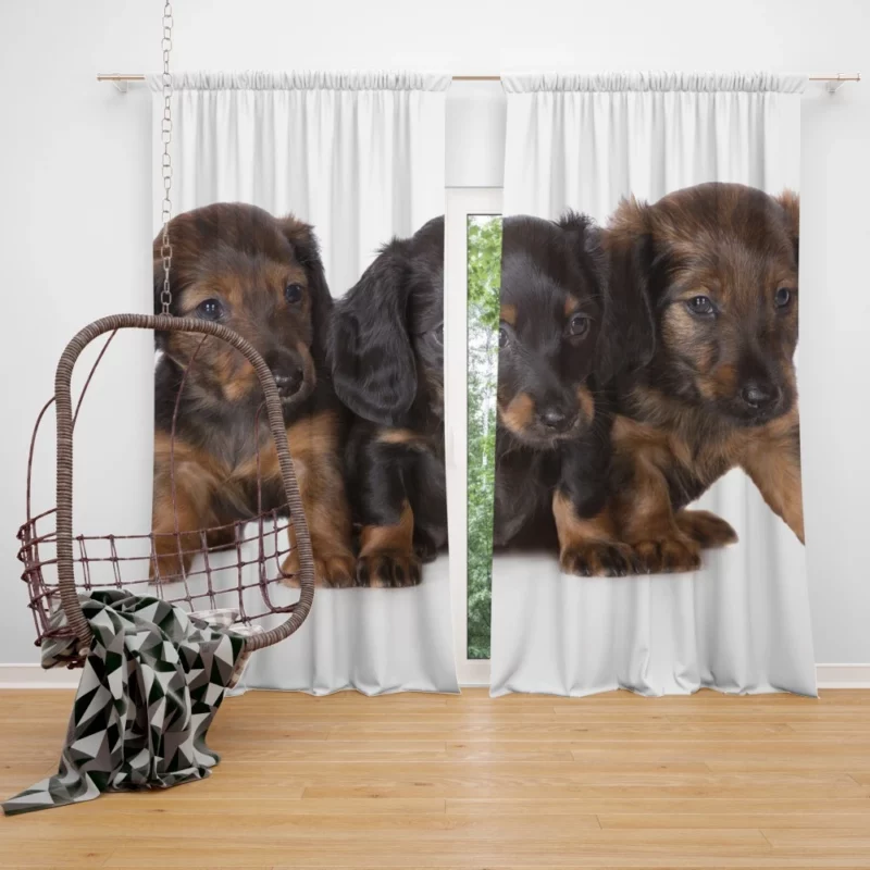 Trio of Dachshund Puppies Playful Trio Curtain