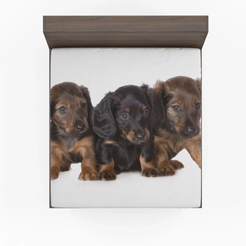 Trio of Dachshund Puppies Playful Trio Fitted Sheet 1