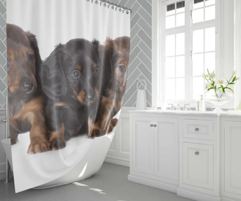 Trio of Dachshund Puppies Playful Trio Shower Curtain 1