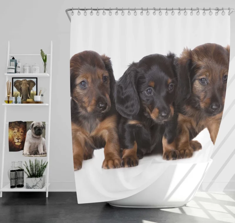 Trio of Dachshund Puppies Playful Trio Shower Curtain