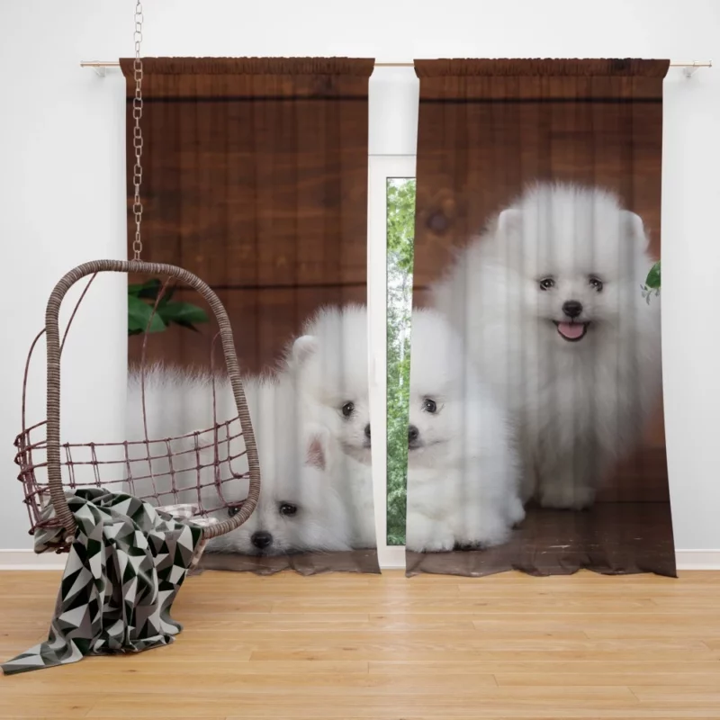 Trio of Pomeranian Puppies Fuzzy Joy Curtain