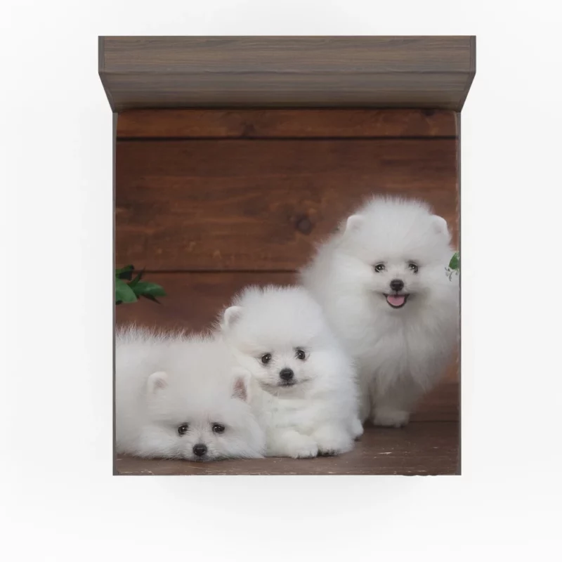 Trio of Pomeranian Puppies Fuzzy Joy Fitted Sheet 1