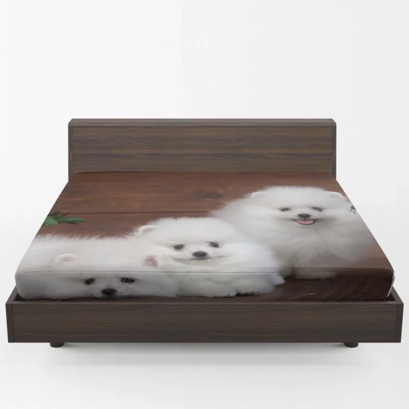 Trio of Pomeranian Puppies Fuzzy Joy Fitted Sheet