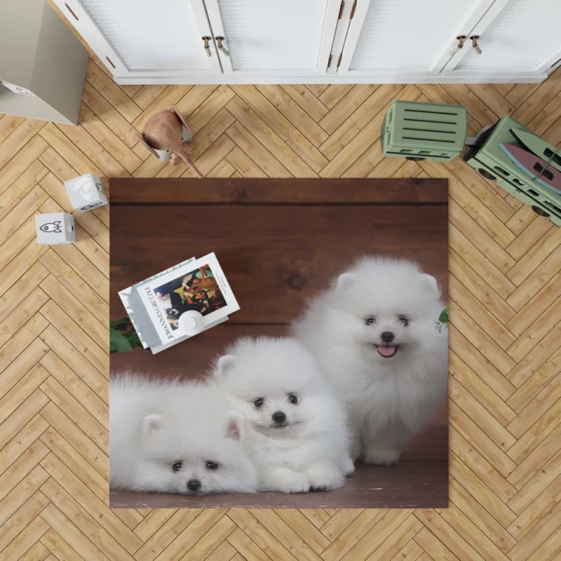 Trio of Pomeranian Puppies Fuzzy Joy Rug