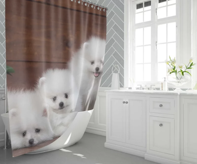 Trio of Pomeranian Puppies Fuzzy Joy Shower Curtain 1