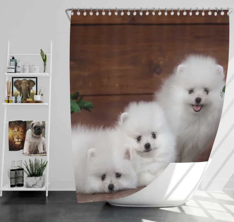 Trio of Pomeranian Puppies Fuzzy Joy Shower Curtain